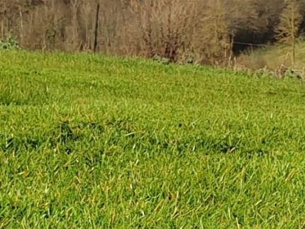 L'herbe est partie à pousser en cette fin février ! Résultat du premier passage de tondeuse.